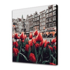 Tulips Amsterdam