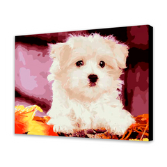 Cute White Puppy