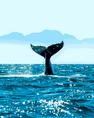 Whale Tail